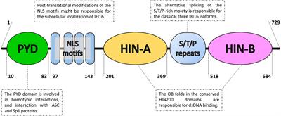 The Absent in Melanoma 2-Like Receptor IFN-Inducible Protein 16 as an Inflammasome Regulator in Systemic Lupus Erythematosus: The Dark Side of Sensing Microbes